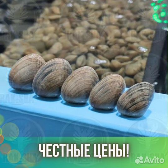 Вонголе живые моллюски Устрицы Мидии Морепродукты
