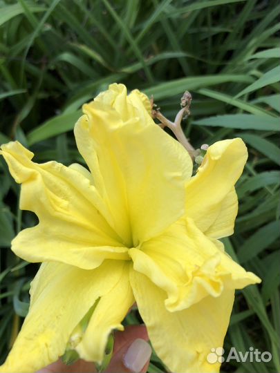 Лилейники сортовые