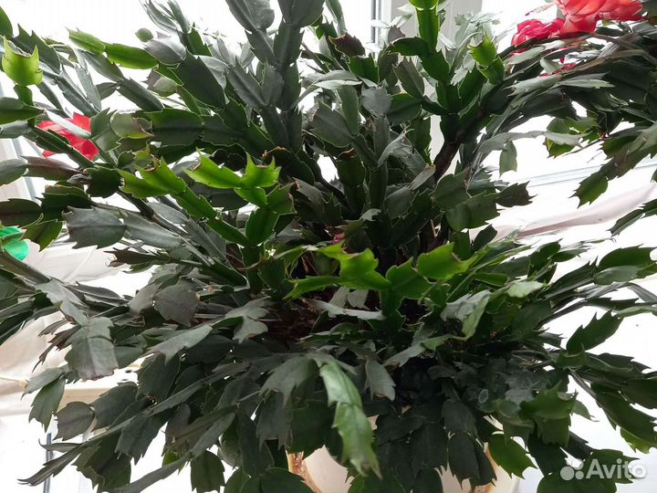 Декабрист растение