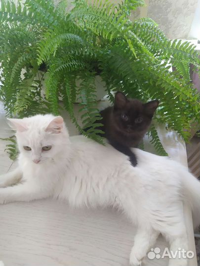 Котик в добрые руки