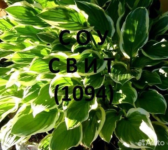 Хосты, садовые многолетние растения