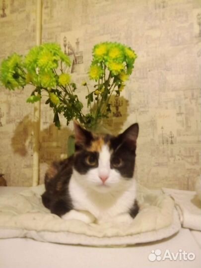 Кошки в добрые руки бесплатно