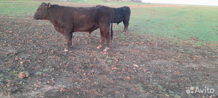 Быки на племя