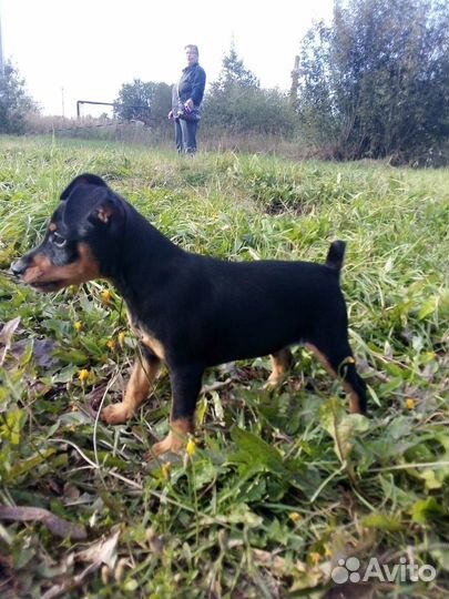 Продаются щенки породы Цвергпинчер (Минидоберман)