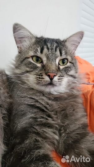 Ищет дом серый красавец