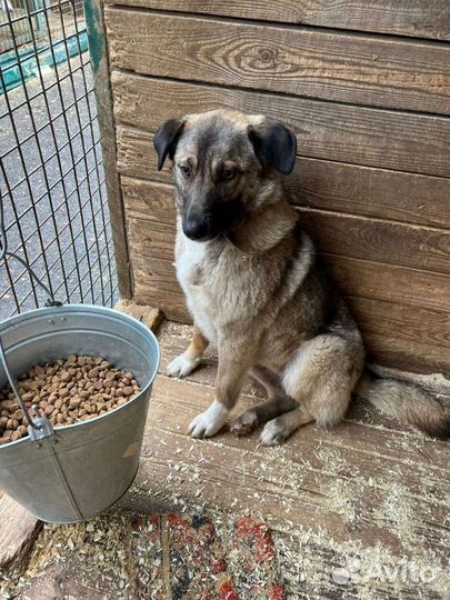 Собака небольшая в приюте