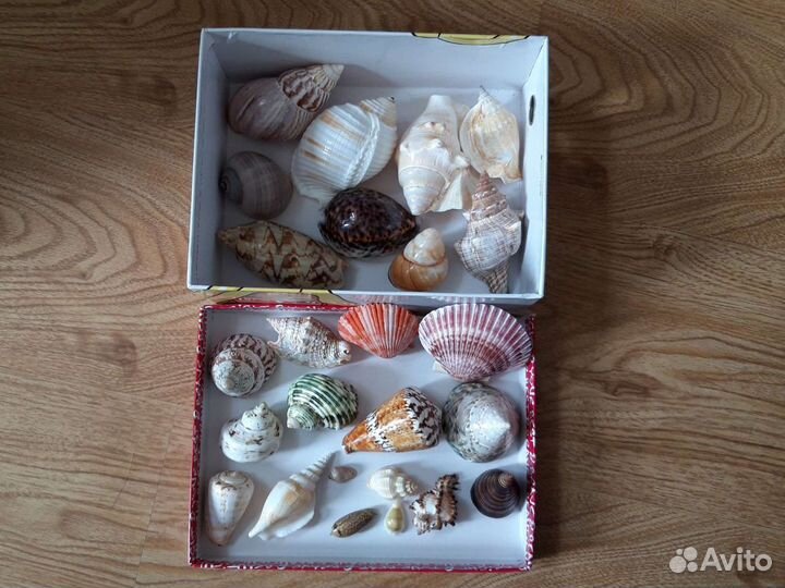 Морские ракушки раковины+брелок