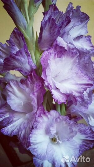 Луковицы лилий и гладиолусов