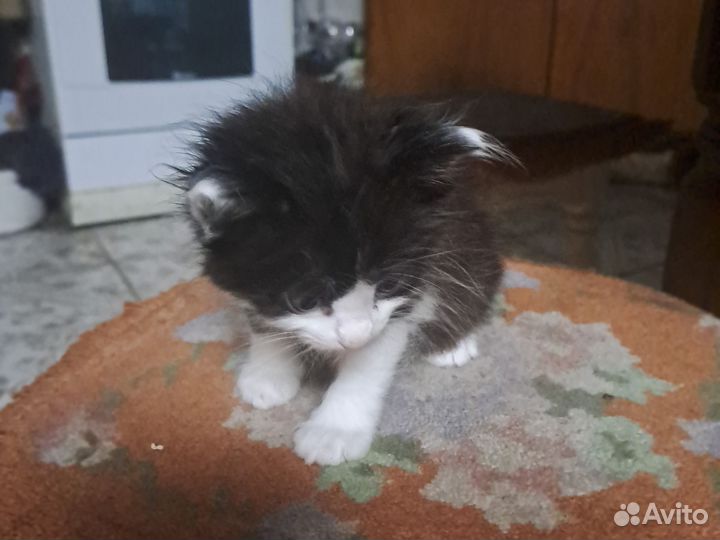 Мини Персы classic