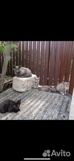 Котенок в дар бесплатно