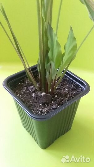 Калатея руфибарба