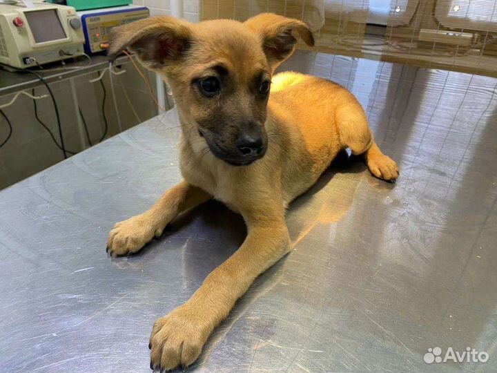 Щенок джек рассел в добрые руки метис