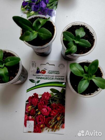 Продам рассаду Эустомы