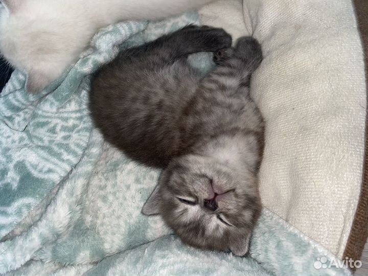 Шотландские прямоухие котята