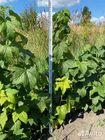 Смородина, йошта