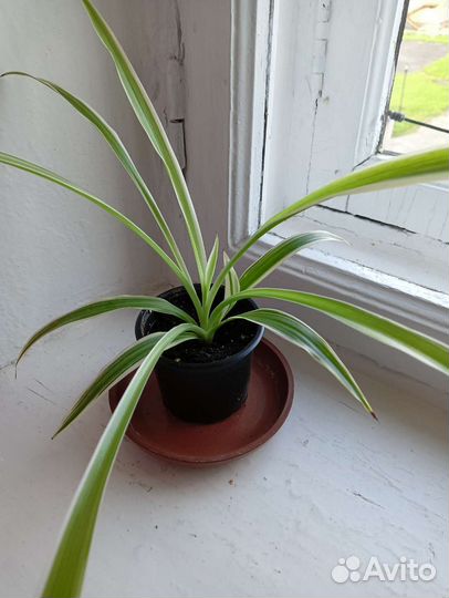 Хлорофитум