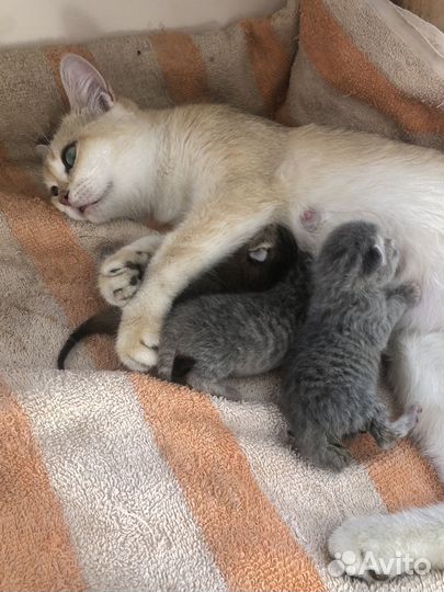 Бронь котята