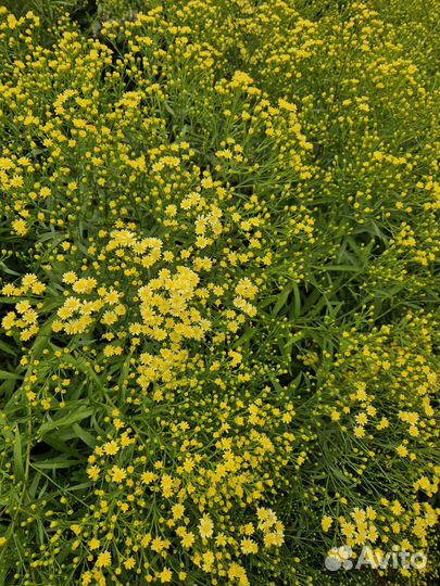 Растение Солидастер