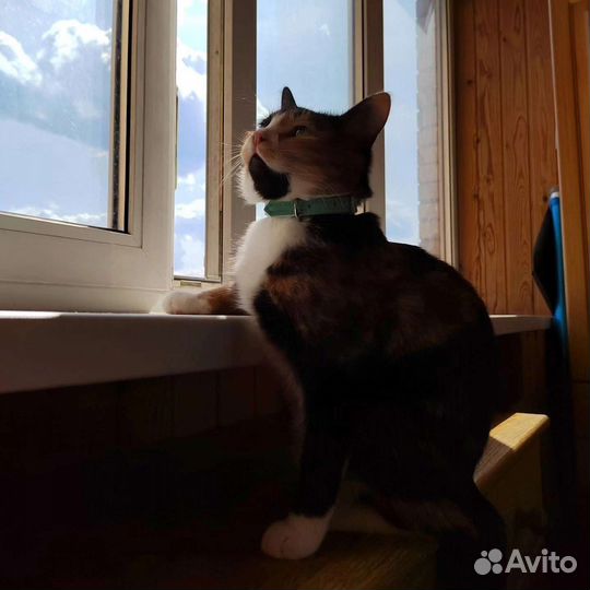 Муся в ответственные руки