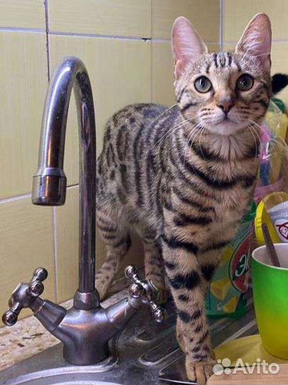 Бенгальская кошка стерелизованная