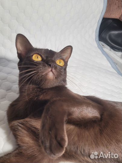 Бурманские котята