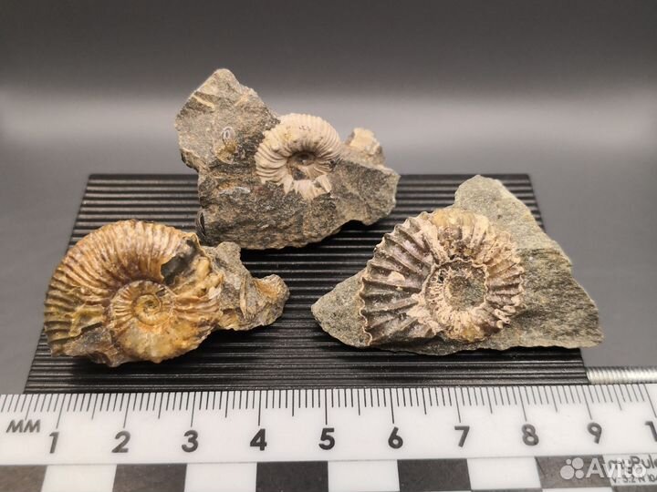 Аммониты в породе для коллекции, р.Курджипс
