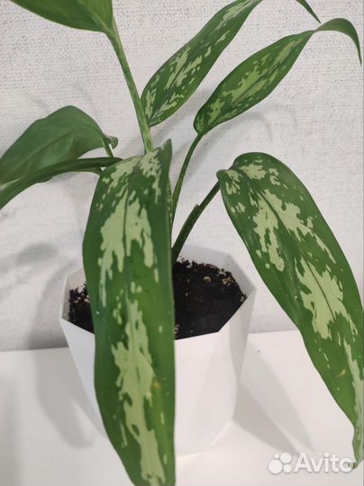 Комнатный цветок