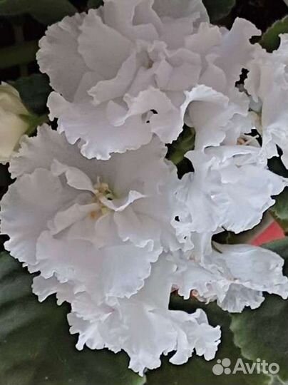 Фиалки (сенполии) 14 сортов селекционные