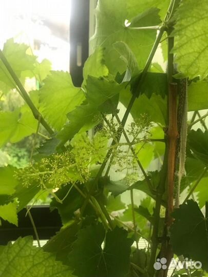 Саженцы винограда Русвен