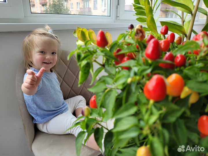 Семена жгучего декоративного перца