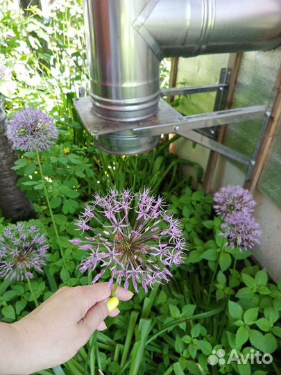 Лук Аллиум декоративный саженцы