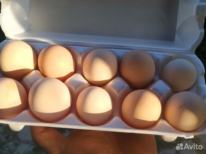 Яйца на инкубацию