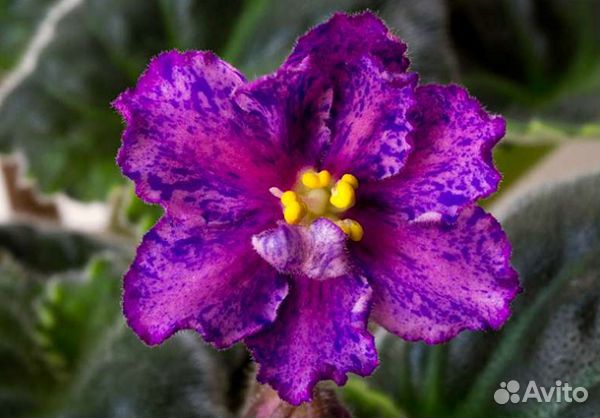 Сортовые фиалки- укоренённые черенки