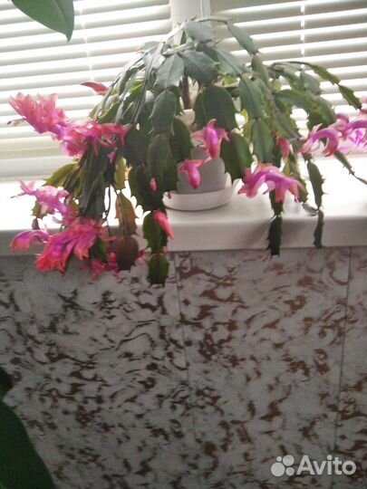 Декабрист шлюмбергера