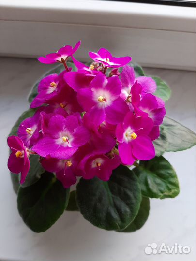 Цветущие фиалки