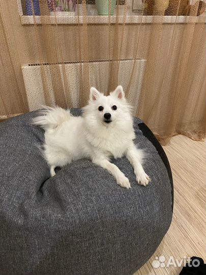 Японский шпиц девочка