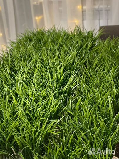 Осока искуственная