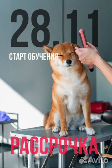 Курсы по стрижке животных