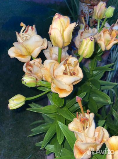 Много садовых цветов