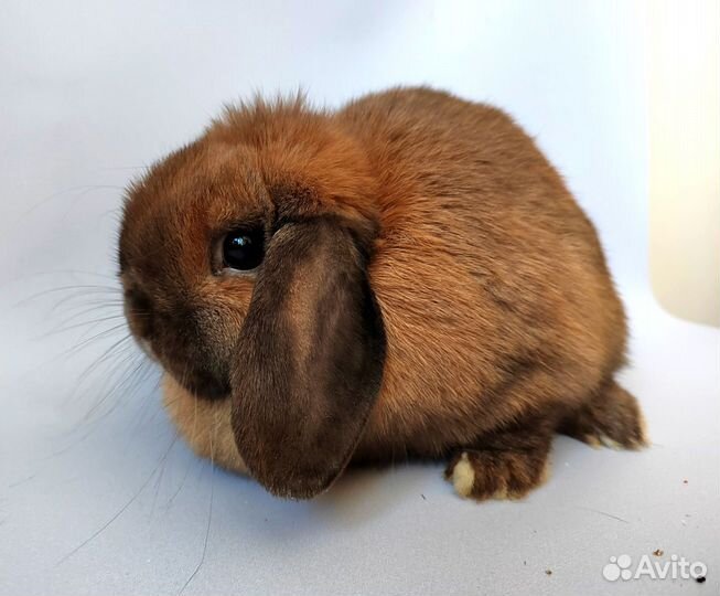 Кролик карликовый минилоп Minilop