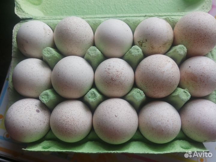 Ия индюков бронза