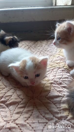 Деревенские котята