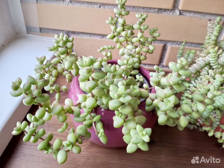 Суккулент Крассула Седум