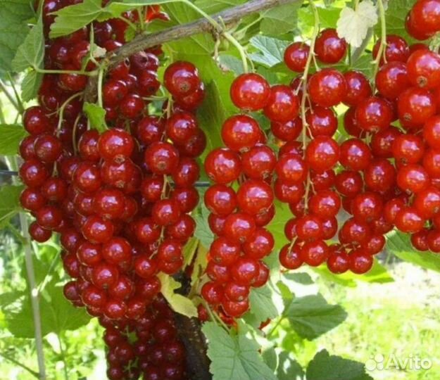 Белая,красная,черная смородина