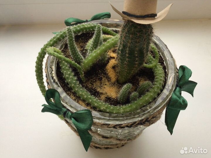 Кактусы (суккуленты)