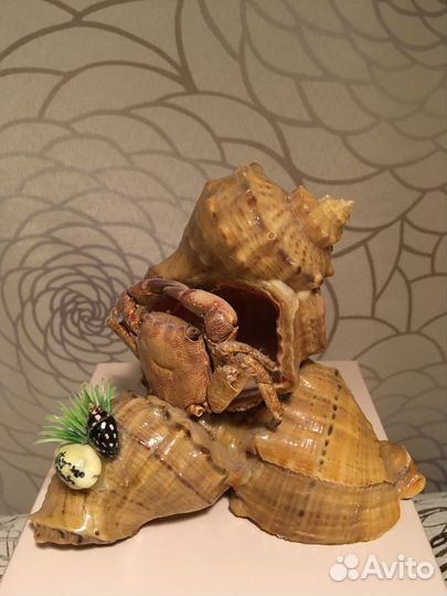 Сувенир из ракушек с крабом