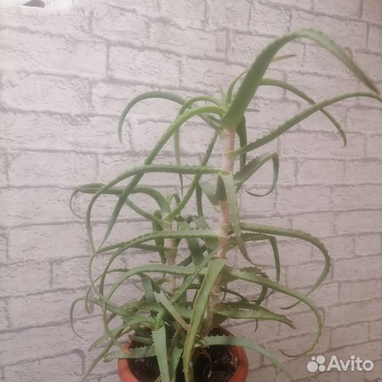 Алоэ лечебный