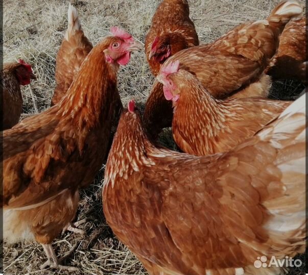 Куры несушки