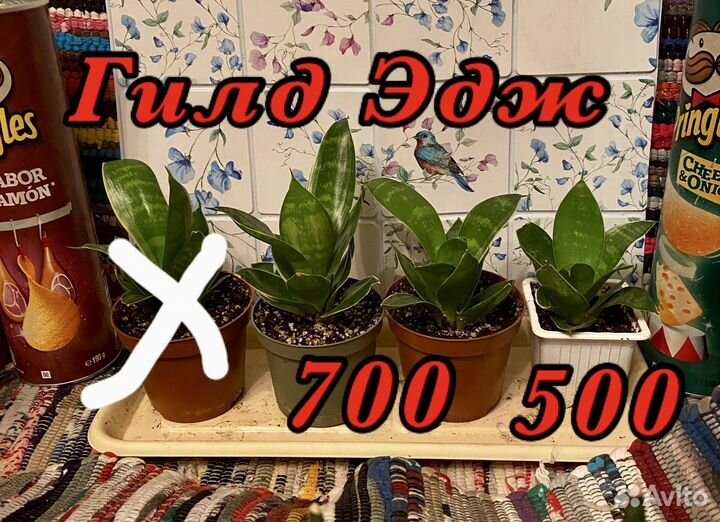 Сансевиерия Ханни сильвер,крео,гилд эдж,жадэ