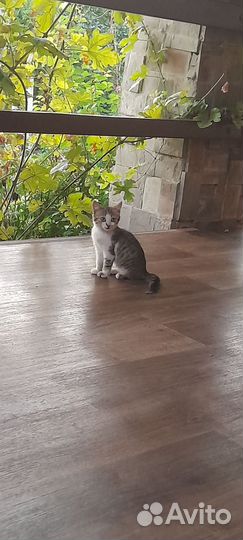 Котята в добрые руки бесплатно